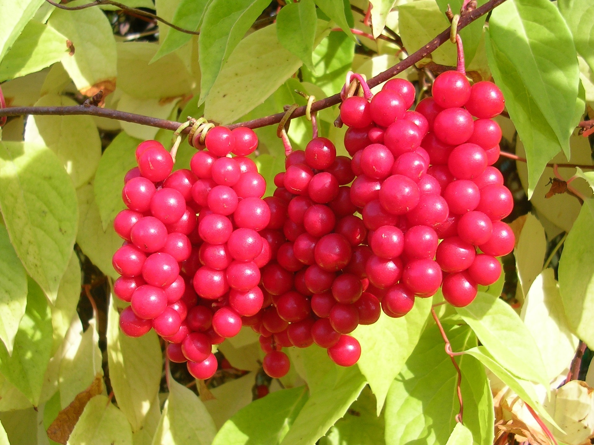 Лимонник китайский Дальневосточный. Лимонник китайский (Schisandra chinensis). Лимонник Дальневосточный куст.